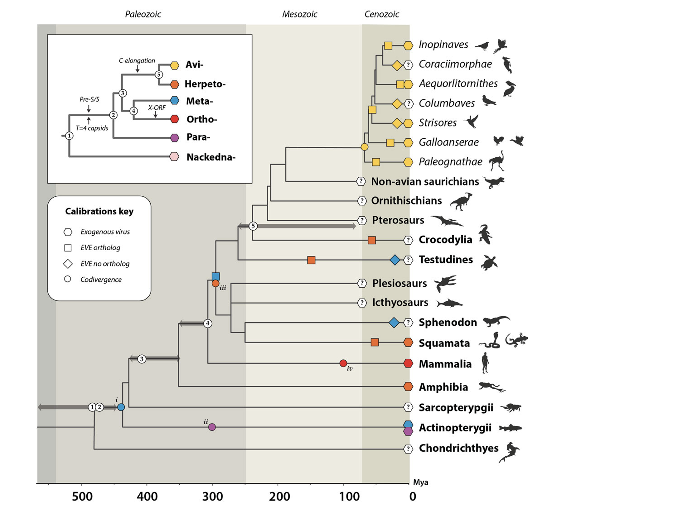 Timeline of hepadnavirus evolution