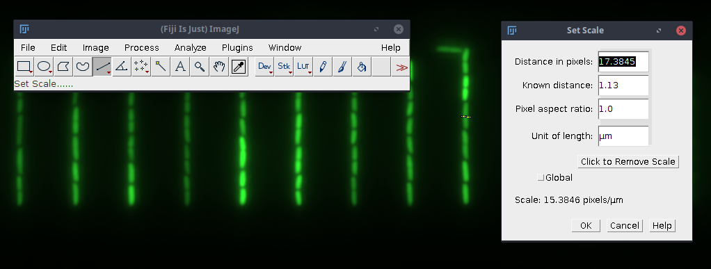 Measuring the GL width with Fiji